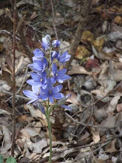 Thelymitra - Blue lady orchid DSCF2647.JPG